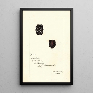 Rubus Lucretia - Deborah Griscom Passmore — framed artwork on a wall