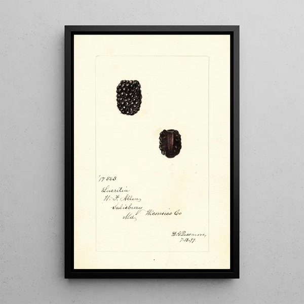 Rubus Lucretia - Deborah Griscom Passmore — framed artwork on a wall