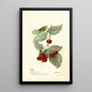 Reproduction of the painting Rubus Miller - Deborah Griscom Passmore