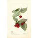 Reproduction of the painting Rubus Miller - Deborah Griscom Passmore