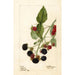 Rubus Récompense - Deborah Griscom Passmore — artwork view