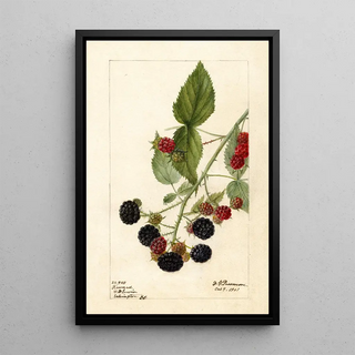 Rubus Récompense - Deborah Griscom Passmore — framed artwork on a wall