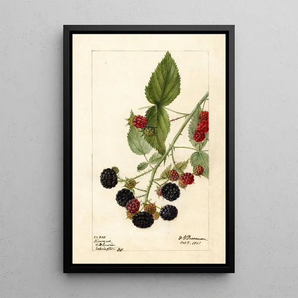 Rubus Récompense - Deborah Griscom Passmore — framed artwork on a wall