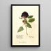 Reproduction of the painting Rubus Winfield - Deborah Griscom Passmore