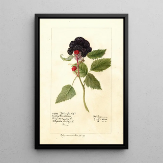 Reproduction of the painting Rubus Winfield - Deborah Griscom Passmore