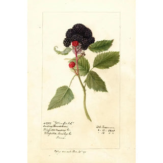 Reproduction of the painting Rubus Winfield - Deborah Griscom Passmore