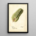 Sechium edule - Deborah Griscom Passmore — framed artwork on a wall