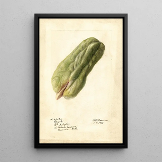 Sechium edule - Deborah Griscom Passmore — framed artwork on a wall