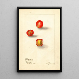 Reproduction of the painting Spondias purpurea Scarlet Prune - Deborah Griscom Passmore