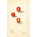 Reproduction of the painting Spondias purpurea Scarlet Prune - Deborah Griscom Passmore