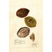 Terminalia catappa - Deborah Griscom Passmore — artwork view