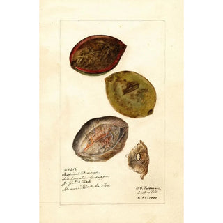 Terminalia catappa - Deborah Griscom Passmore — artwork view