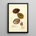 Terminalia catappa - Deborah Griscom Passmore — framed artwork on a wall