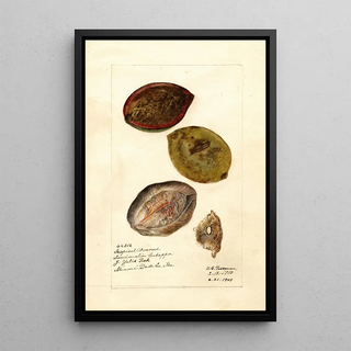 Terminalia catappa - Deborah Griscom Passmore — framed artwork on a wall