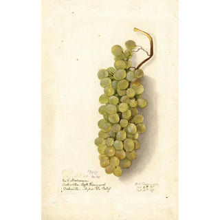 Vitis - Deborah Griscom Passmore — artwork view