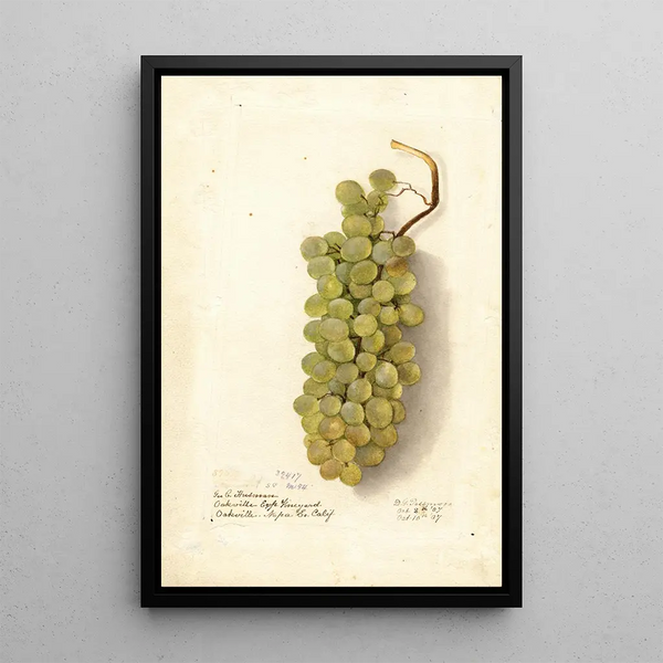 Vitis - Deborah Griscom Passmore — framed artwork on a wall