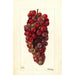 Vitis Bauch - Deborah Griscom Passmore — artwork view