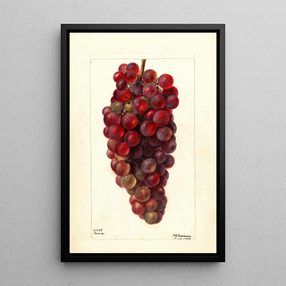 Vitis Bauch - Deborah Griscom Passmore — framed artwork on a wall