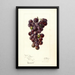 Reproduction of the painting Vitis Concord - Deborah Griscom Passmore