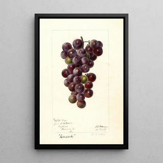 Reproduction of the painting Vitis Concord - Deborah Griscom Passmore