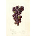 Reproduction of the painting Vitis Concord - Deborah Griscom Passmore