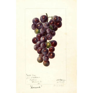 Reproduction of the painting Vitis Concord - Deborah Griscom Passmore