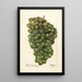 Reproduction of the painting Vitis Millénium hongrois - Deborah Griscom Passmore
