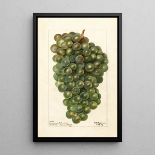 Reproduction of the painting Vitis Millénium hongrois - Deborah Griscom Passmore