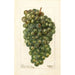 Reproduction of the painting Vitis Millénium hongrois - Deborah Griscom Passmore