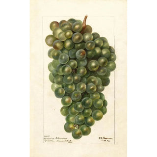 Reproduction of the painting Vitis Millénium hongrois - Deborah Griscom Passmore