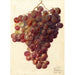 Vitis Hycales - Deborah Griscom Passmore — artwork view