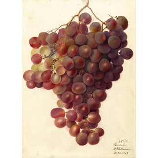 Vitis Hycales - Deborah Griscom Passmore — artwork view