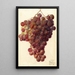 Vitis Hycales - Deborah Griscom Passmore — framed artwork on a wall