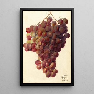 Vitis Hycales - Deborah Griscom Passmore — framed artwork on a wall