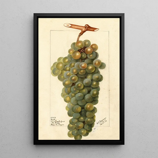 Vitis Icicle - Deborah Griscom Passmore — framed artwork on a wall