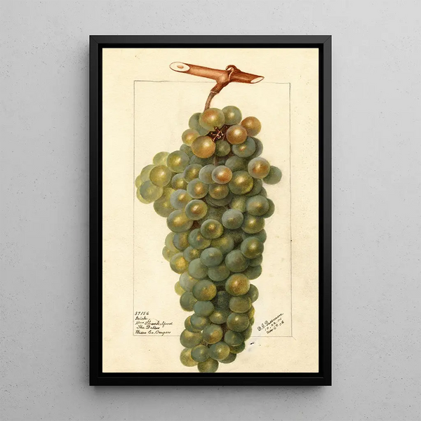 Vitis Icicle - Deborah Griscom Passmore — framed artwork on a wall