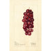 Reproduction of the painting Vitis Jacob Moore - Deborah Griscom Passmore