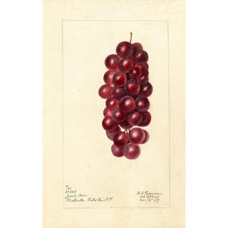 Reproduction of the painting Vitis Jacob Moore - Deborah Griscom Passmore
