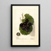 Reproduction of the painting Vitis James - Deborah Griscom Passmore