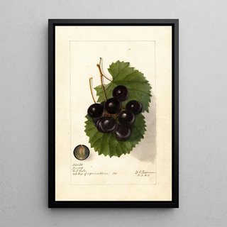 Reproduction of the painting Vitis James - Deborah Griscom Passmore