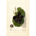 Reproduction of the painting Vitis James - Deborah Griscom Passmore