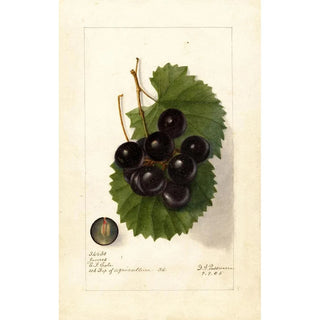 Reproduction of the painting Vitis James - Deborah Griscom Passmore