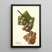 Reproduction of the painting Vitis Labrusca - Deborah Griscom Passmore