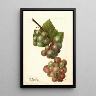 Reproduction of the painting Vitis Labrusca - Deborah Griscom Passmore
