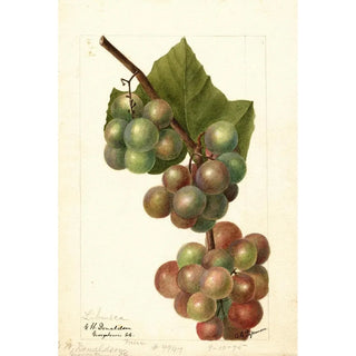 Reproduction of the painting Vitis Labrusca - Deborah Griscom Passmore