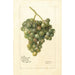 Vitis Lady Washington - Deborah Griscom Passmore — artwork view