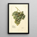 Vitis Lady Washington - Deborah Griscom Passmore — framed artwork on a wall