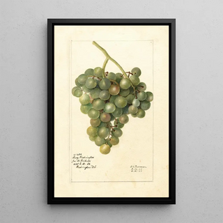 Vitis Lady Washington - Deborah Griscom Passmore — framed artwork on a wall