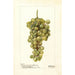 Vitis Madeleine Blanche de Jacques - Deborah Griscom Passmore — artwork view