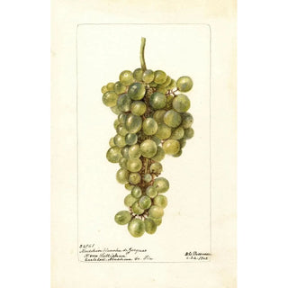 Vitis Madeleine Blanche de Jacques - Deborah Griscom Passmore — artwork view